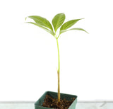 Amorphophallus Titanum Corm Tuber or Plant for Sale
